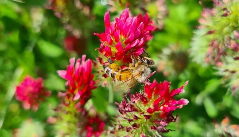 Giornata delle api. Un progetto per tutelare dal cambiamento climatico gli impollinatori