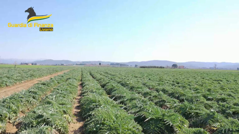 In Maremma centinaia di braccianti agricoli ‘in nero’ con paghe da 2,5 euro l’ora. Inchiesta GdF