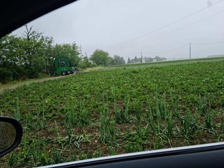 Maltempo. In Piemonte vigneti e grano le colture maggiormente colpite dai chicchi di ghiaccio