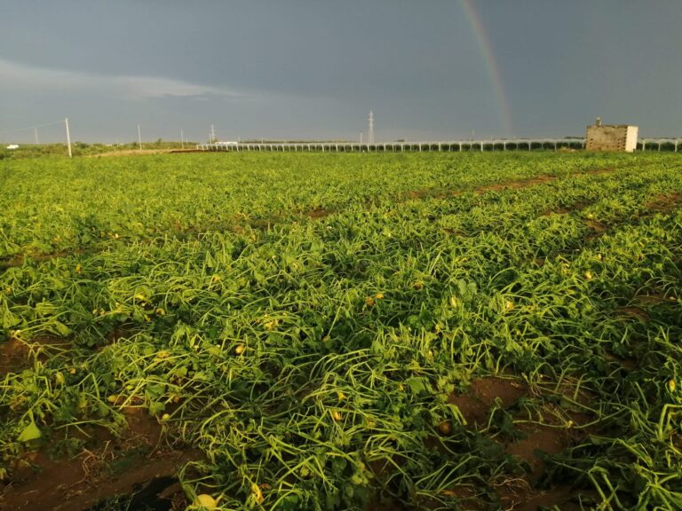 Maltempo. Cia: agricoltura decimata dalla grandine su Centro e Sud Italia