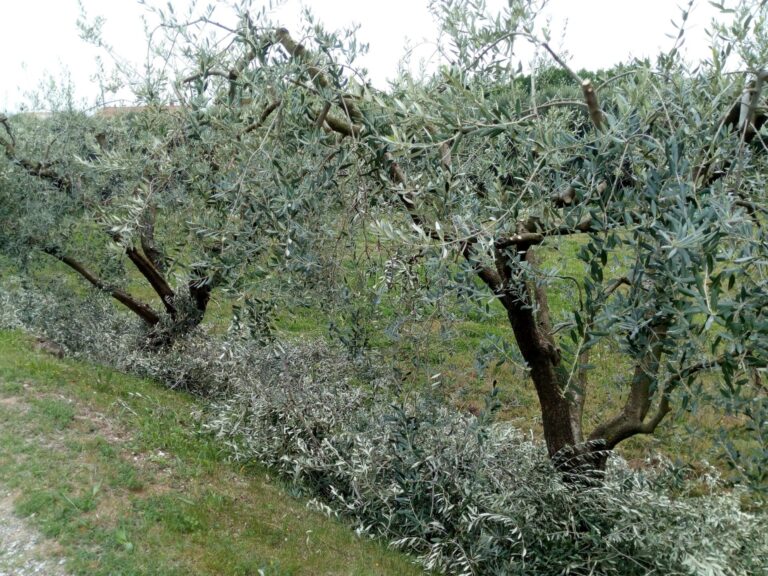 Residui Vegetali. Un incontro promosso da Federacma “Ridurre i volumi per far crescere l’ambiente”