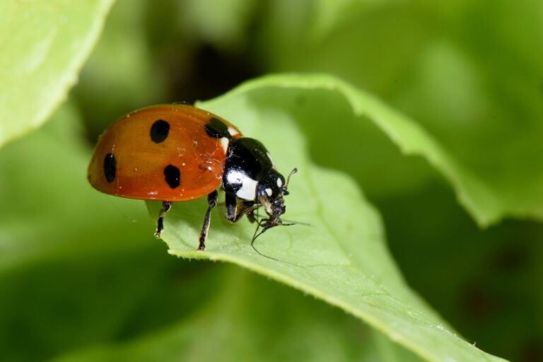 Agricoltura sostenibile. I risultati del Progetto OrtoAmbiente, per la difesa agroecologica avanzata