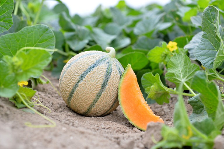 Ortofrutta. Syngenta presenta il melone precoce Serafin