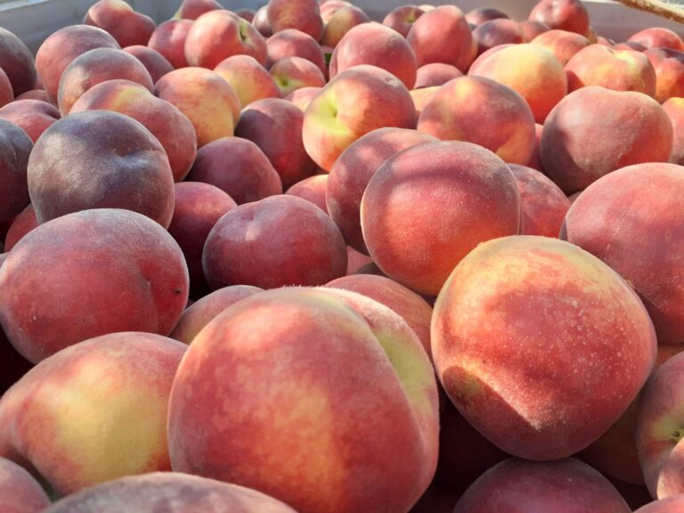 Caldo anomalo: natura in tilt, frutta più dolce e fuori stagione