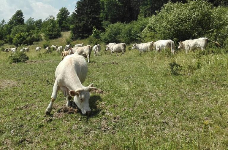 Zootecnia. Benessere animale e sostenibilità nelle cure degli allevamenti. Il progetto di Cai