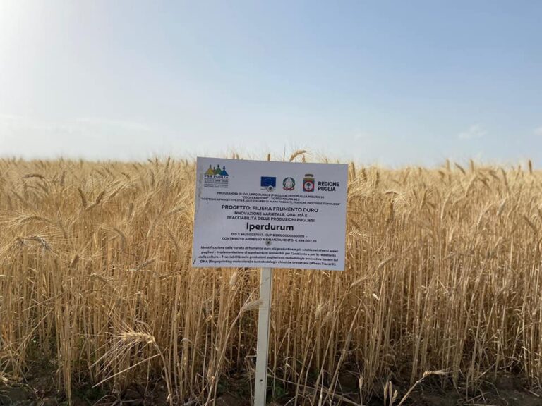 Filiere. Con Iperdurum anche la pasta di Altamura è la più buona