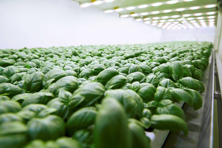 Il modello di vertical farming di Planet Farms tra le soluzioni concrete per rispondere all’attuale crisi idrica