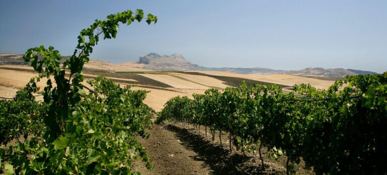 Sicilia. Assovini: l’enoturismo diventa wine experience e valorizzazione del territorio