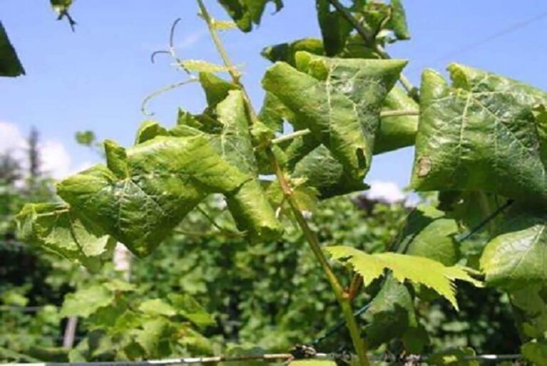 Vino. Contro la flavescenza della vite, controlli serrati nell’alessandrino