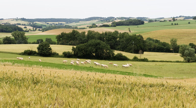 Anticipi PAC 2023: a tempo di record (2 giorni) la Francia ha già pagato 3,46 miliardi di euro agli agricoltori