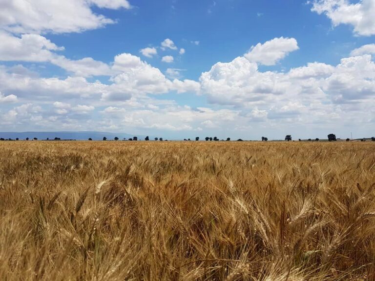 Grano duro. Assosementi, certificazione del seme e innovazione fondamentali per il futuro