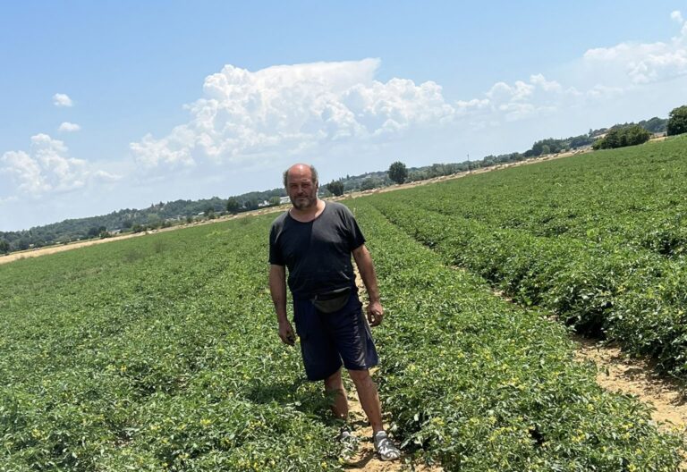 Pomodoro da industria: troppo poco 13 centesimi al chilo. Costi produzione aumentati di 4mila euro ad ettaro in un anno