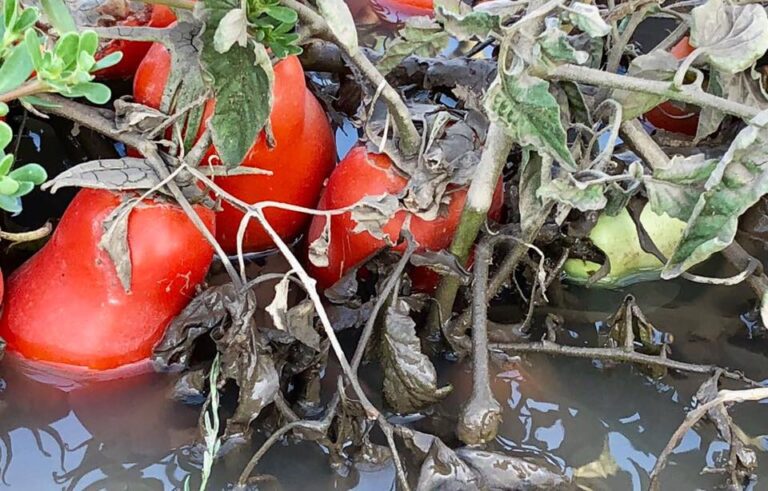 Clima. Dalla siccità alle alluvioni con grandine. A Lucera in Puglia falcidiati campie oliveti