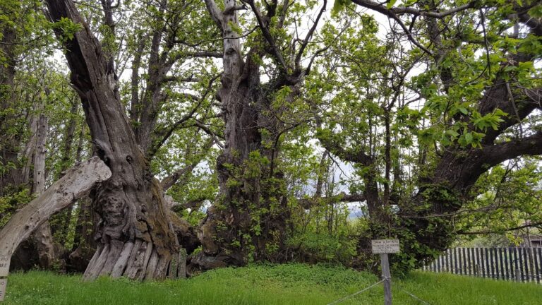 Il Castagno dei Cento Cavalli (Sicilia) ha 2.200 anni. Studio CREA pubblicato su Forestry