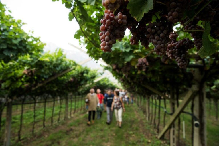 Trentino, enogastronomia. Settembre, ad Avio è tempo di Uva e dintorni