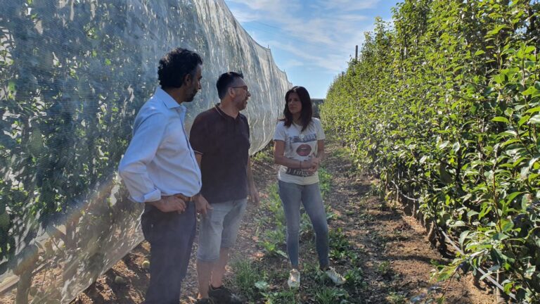 Costi energia, allarme per la frutticoltura. In Valdichiana c’è il caro cella frigorifera