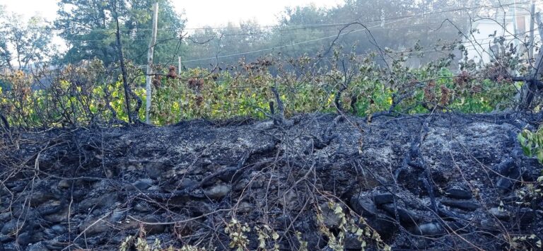 Incendi. Nel savonese in Liguria distrutti oliveti, frutteti e vigneti