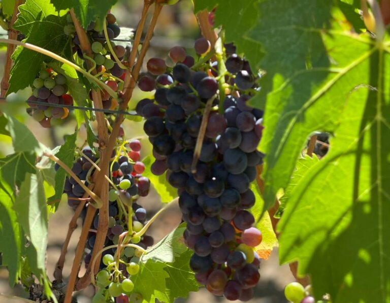 Vino. A Montalcino (Si) una pioggia benefica aiuta il Sangiovese (Brunello) in vigna. Dal Consorzio buone notizie