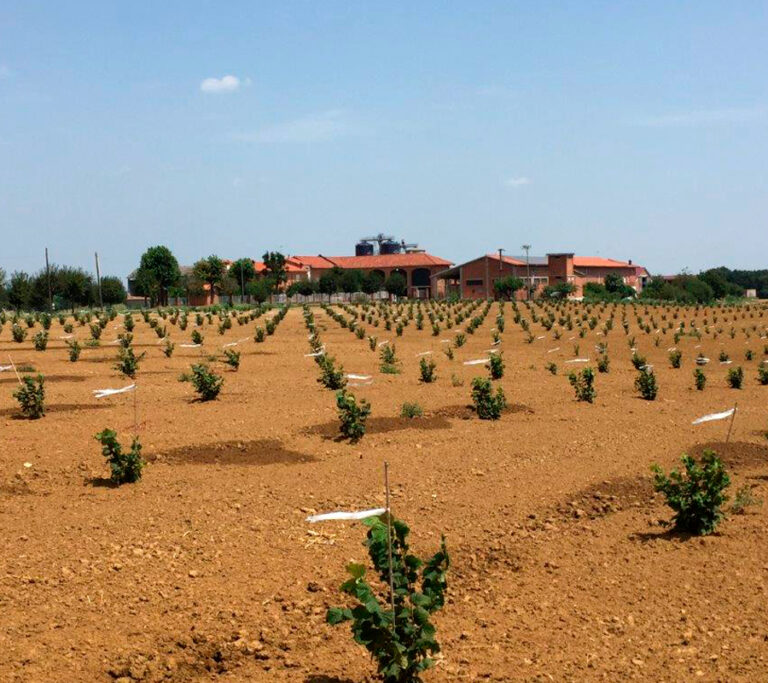 Nocciolo. In Polesine è boom di piantagioni per la pianta che può resistere al caldo e creare reddito