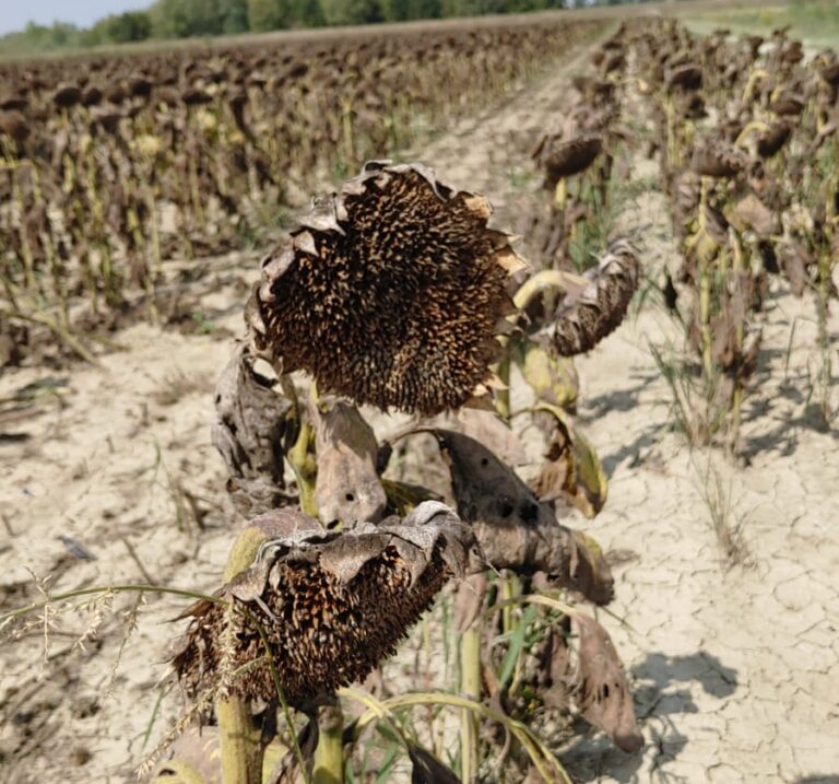 Fauna selvatica. Colombacci e tortore devastano i campi di girasole nel ravennate