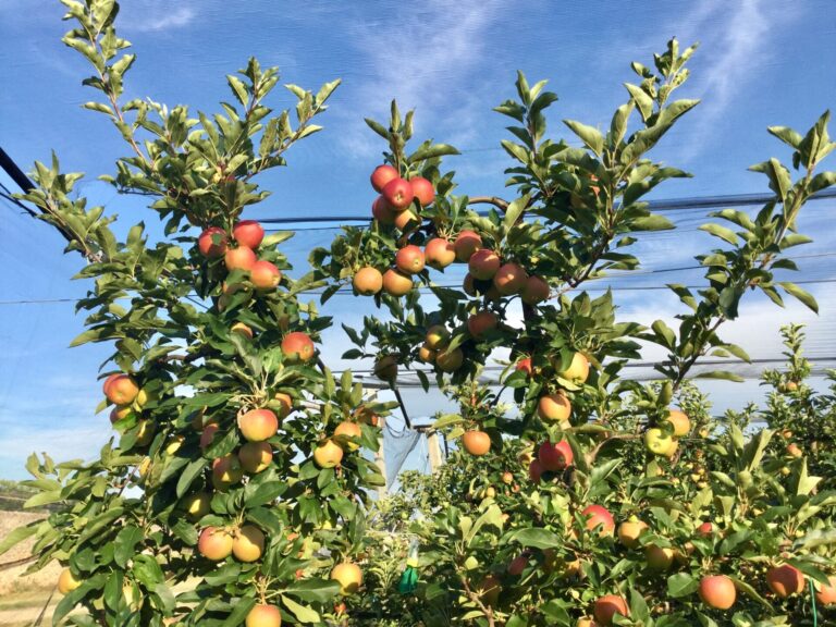 Ortofrutta. Cia, Bene tavolo al Masaf. Ora dare liquidità al settore