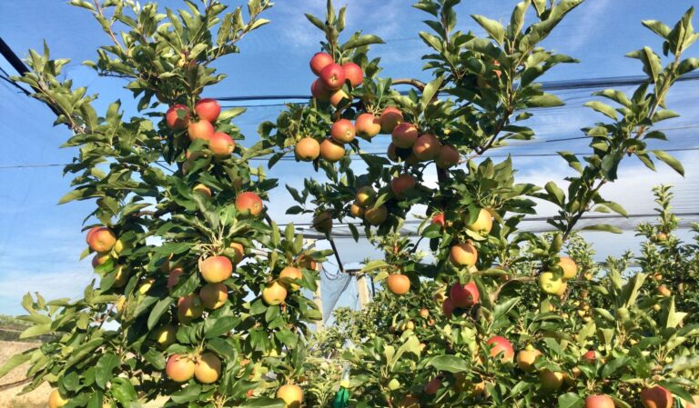 La siccità fa impallidire anche le mele estive del Veneto. Sono rosa e non rosse