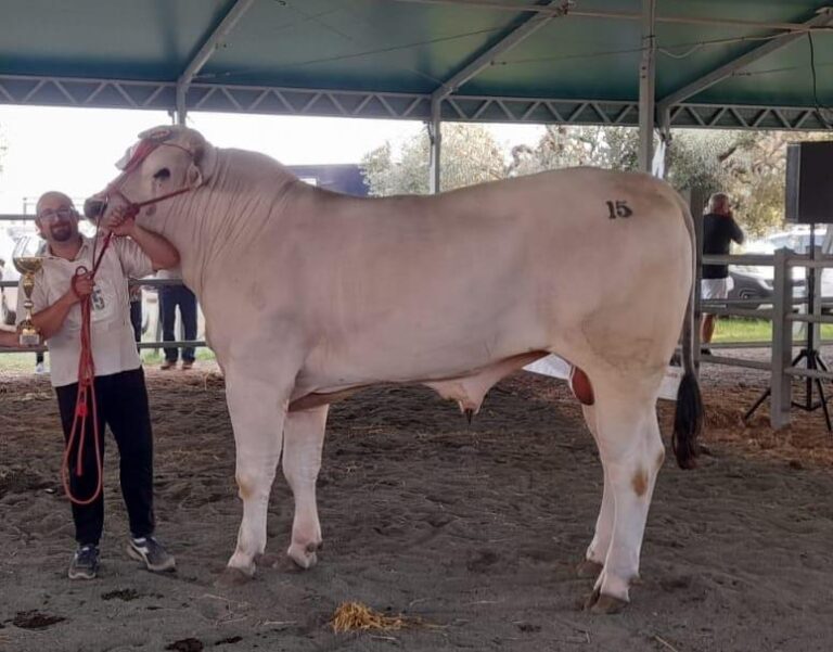 Razza Chianina. Ecco Maverick (1.025 kg) il toro di due anni più bello che ci sia