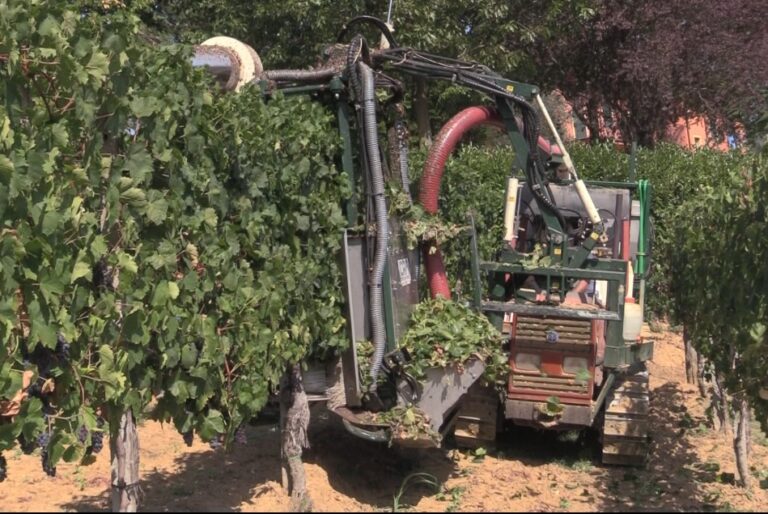 Vendemmia, manca manodopera. In Piemonte le aziende del vino investono in meccanizzazione