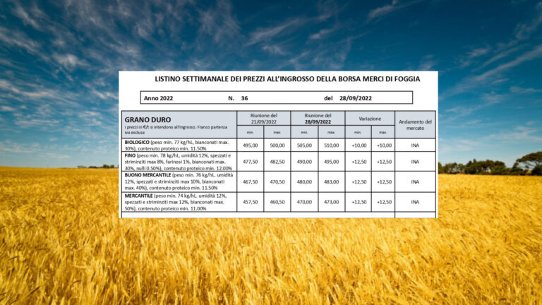 Grano duro in rialzo alla Borsa merci di Foggia. Quotazioni a +12,5 euro tonnellata, biologico a +10