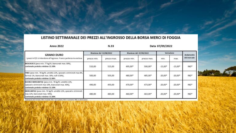 Grano duro. Quotazioni ancora in calo alla Borsa Merci di Foggia: -15 euro/t. per il Biologico e -20 per Fino e Mercantile