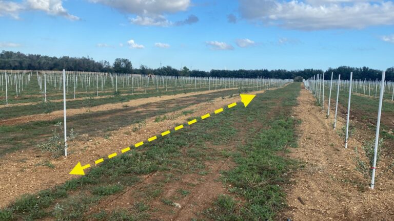 Furti in campagna. Cia Salento, agricoltori disperati, l’ennesima tegola di un’annata orribile