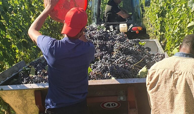 La vendemmia 2023 ancora in calo: dopo la raccolta si passa dal 20 al 24% in meno rispetto al 2022