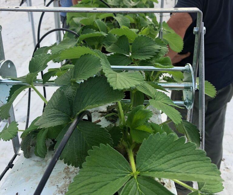 Agricoltura di precisione: da Agribologna il nuovo progetto di ricerca e validazione delle più avanzate soluzioni agritech