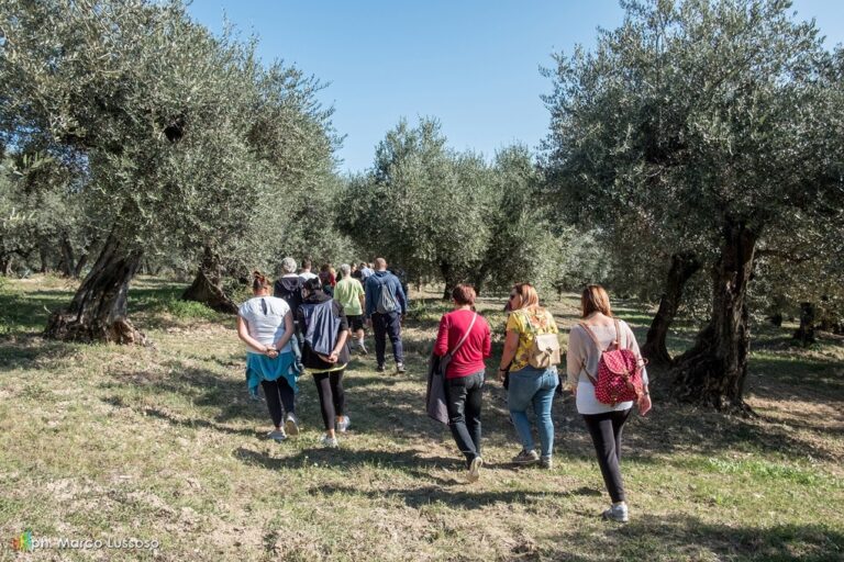 #Abbracciaunolivo in 170 Città dell’Olio per sensibilizzare sulla riduzione di emissioni di gas serra (CO2) e sul tema degli oliveti abbandonati per la Camminata tra gli olivi 2022