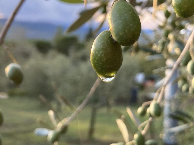 I cambiamenti climatici nell’olivicoltura toscana. Focus di Cia Toscana, lunedì 4 marzo