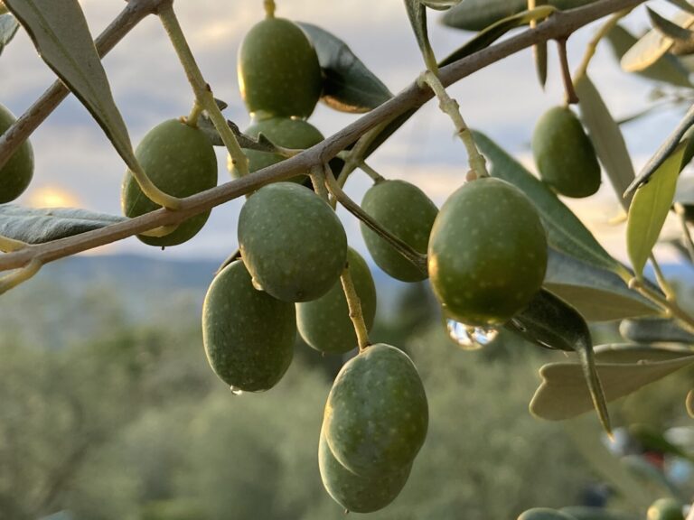 Olio. L’extravergine della Campania è finalmente iscritto nel registro delle IGP