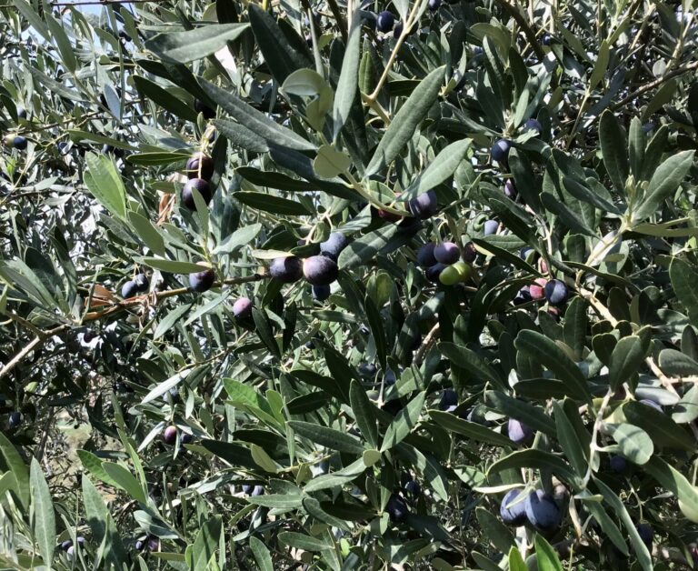 Olivicoltura. Confagricoltura Veneto: previste perdite del 30 per cento, ma olio di qualità