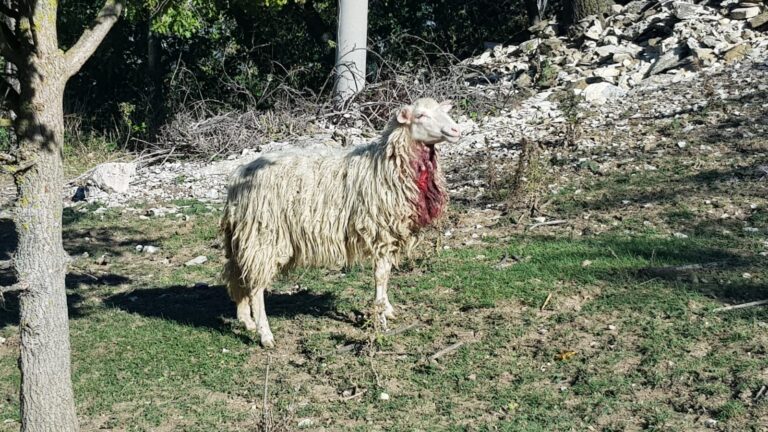 I lupi avanzano facendo stragi di pecore, nel piacentino allevatori disperati