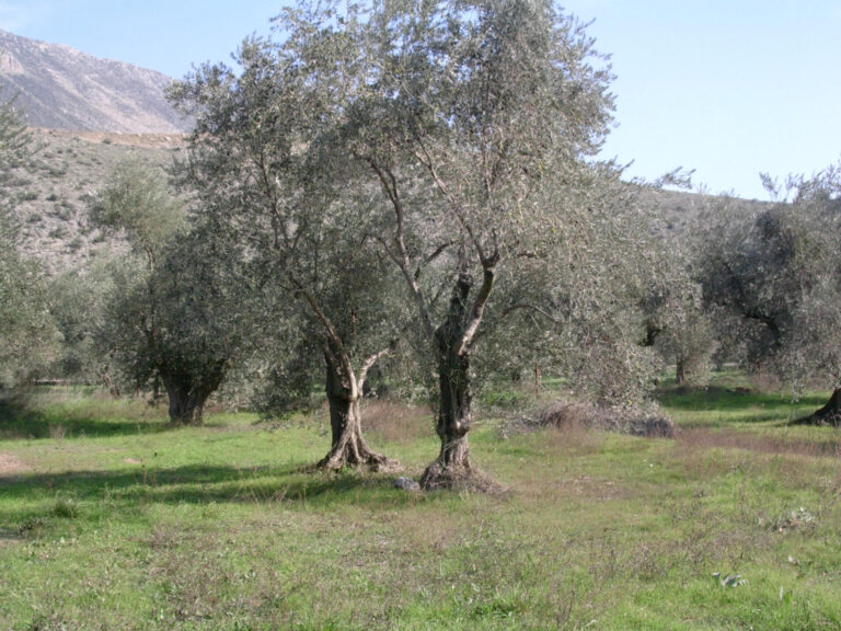 Extravergine d’oliva. Assitol: e se gli italiani non trovassero più olio sugli scaffali? A rischio l’annata