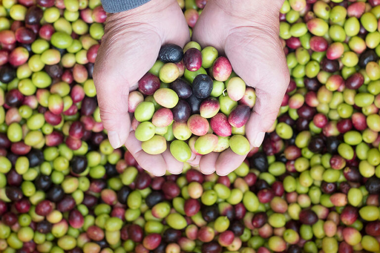 Conferimento olive in frantoio: ecco chi resta fuori dal decreto e da quando è attivo