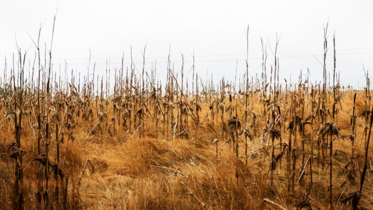 Siccità e desertificazione. Focus CREA su ultimo numero di Creafuturo