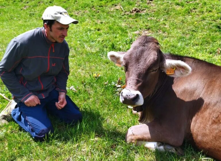 Zootecnia. Un allevatore piemontese, Ceresa: “vendo 10 delle mie 30 vacche per non chiudere”