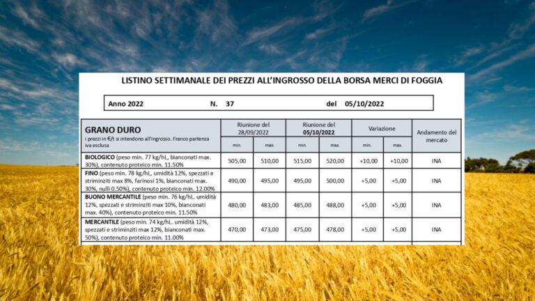 Quotazioni grano duro +5 euro a tonnellata alla Borsa di Foggia. Biologico a +10 euro