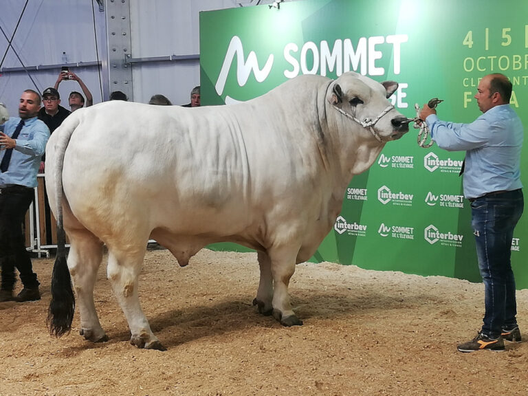 Sua Maestà “Indovinello”. È Romagnolo il toro che ha affascinato il pubblico al Sommet de l’Élevage di Clermont Ferrand