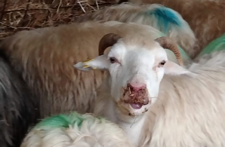 Blue tongue. La Regione Toscana premia gli allevatori che forniscono capi “sentinella”