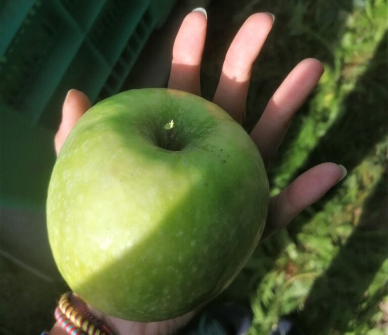 Mele autunnali. Confagricoltura Veneto, buona qualità grazie alle piogge di agosto