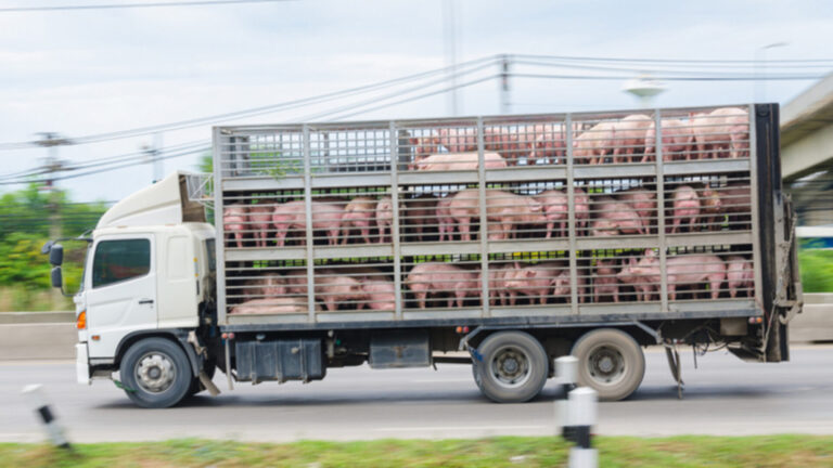 Ridurre la diffusione della resistenza agli antimicrobici durante il trasporto di animali: l’EFSA descrive misure attenuative