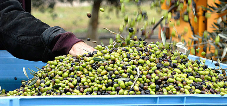 Olio. Rincaro dei costi energetici, Unapol: stabilire prezzi minimi a tutela dei produttori olivicoli