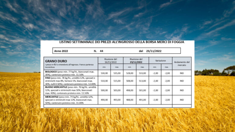 Quotazioni grano duro in calo di 2 euro a tonnellata alla Borsa Merci di Foggia 23 novembre