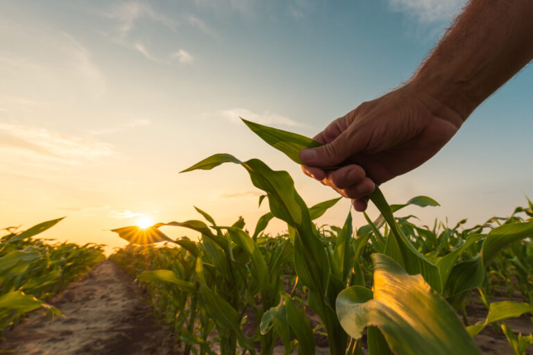 Corteva Agriscience, da STI Biotechnologie esclusiva in Europa per la distribuzione di due ceppi Lactobacillus per la stimolazione piante